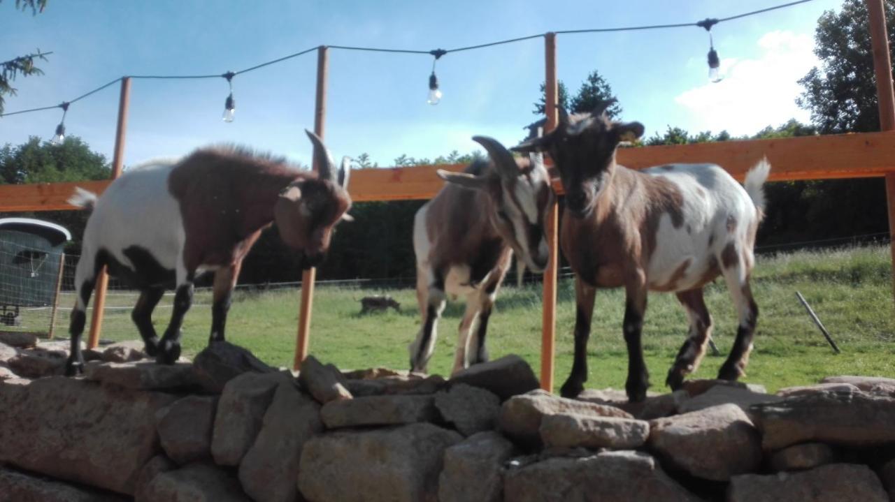 Zuruck Zur Natur - Urlaub Im Zirkuswagen, Sommeratelier Oder Schindelwagen Adenbach Exteriér fotografie